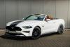 02-mustang-przod-lewy.jpg